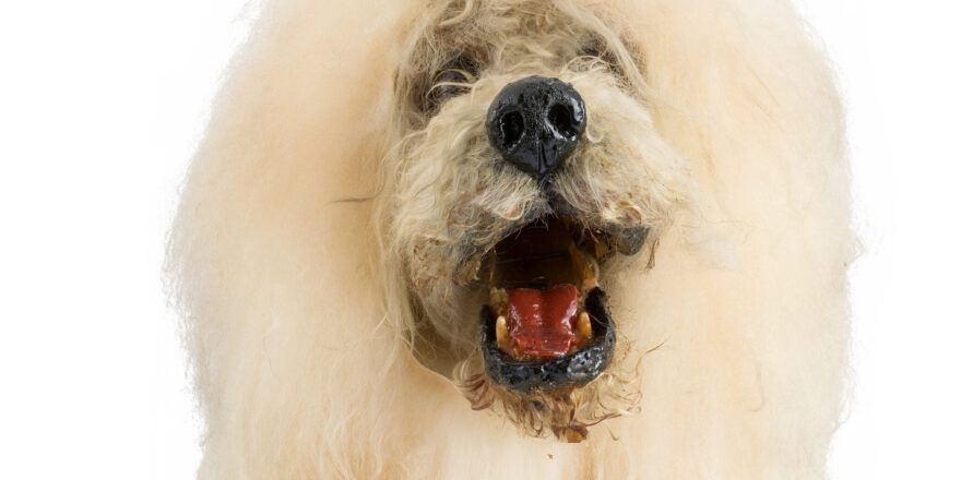 Close up of a dog puppet with white fur.